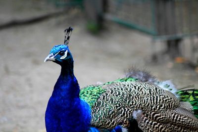 Close-up of peacock