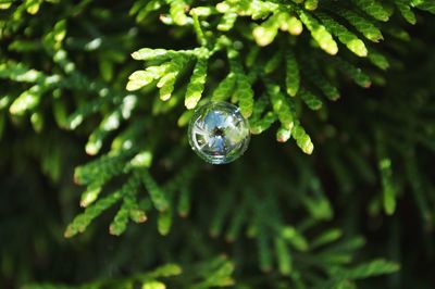 Close-up of bubbles hanging on tree