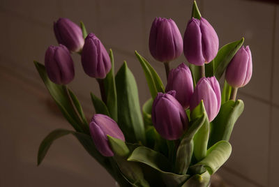 Close-up of pink tulips against wall