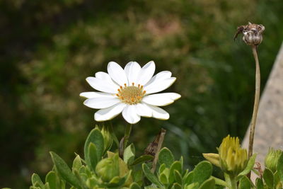 Close-up of insect on flower blooming outdoors