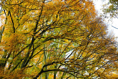 Low angle view of autumnal trees against sky