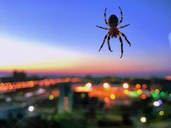 Close-up of spider against illuminated sky at night