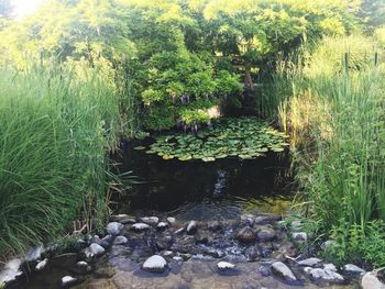 Plants growing in water