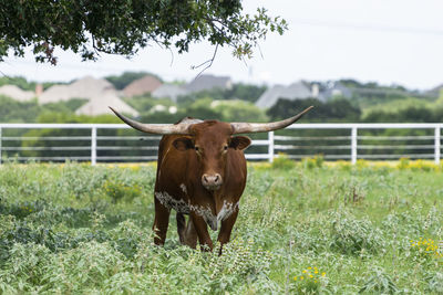 Horse standing in a field