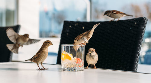 Close-up of fruits in drinking glass with birds perching on table