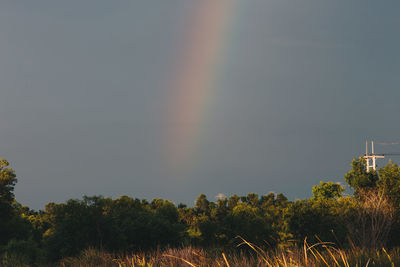 Low angle view of trees against rainbow in sky