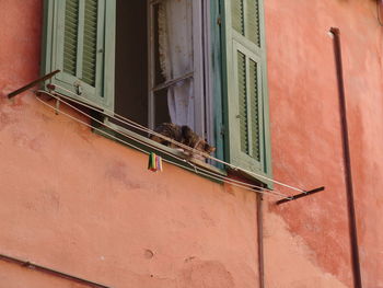 Low angle view of cat on building wall