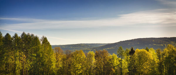 Scenic view of yellow trees against sky