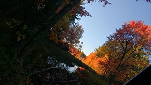 Trees in autumn