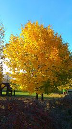 Close-up of yellow autumn tree against sky