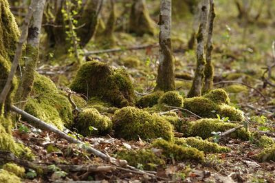 Close-up of moss covered tree trunk in forest