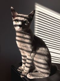 Close-up of cat sitting on table at home