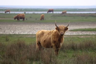 Cow standing on field against sky