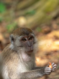 Close-up of monkey looking away