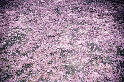 High angle view of pink cherry blossoms