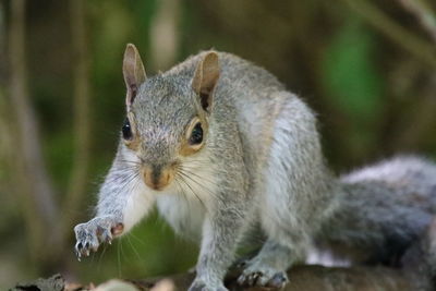 Close-up of squirrel eating tree