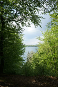 Scenic view of lake in forest against sky