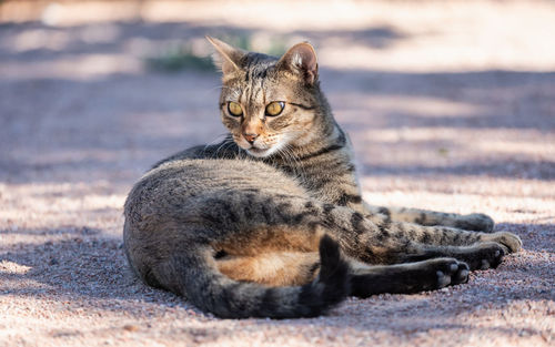 Close-up of cat sitting on footpath