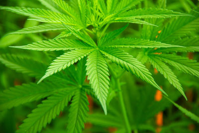 Young green leaf cannabis indica plant marijuana