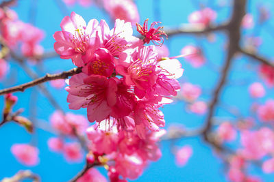 Close-up of pink flowers on branch