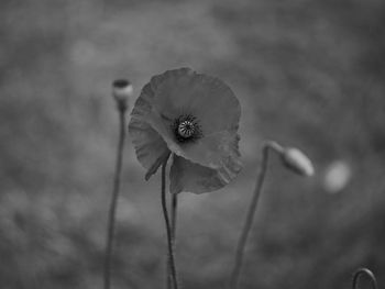 Close-up of poppy flower