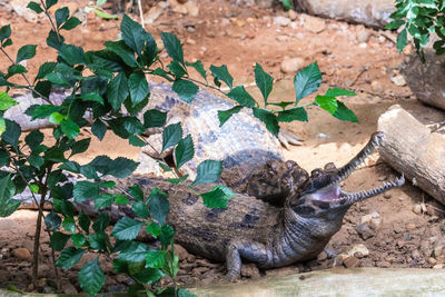 High angle view of lizard on field