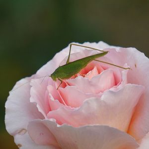 Close-up of pink rose blooming outdoors