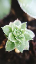 Close-up of snow on plant