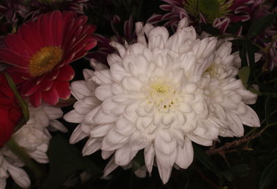 Close-up of flowers blooming outdoors