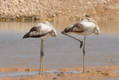 Birds on the beach