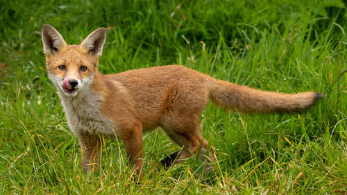 Fox standing amidst grass on land