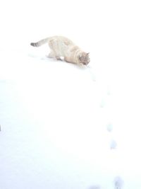 Dog over white background