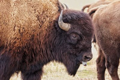 American bison standing on field