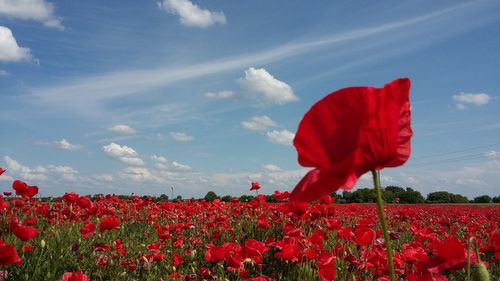 Red poppy flowers on field against sky