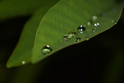 Close-up of water drops on leaf