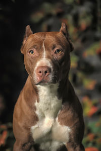 Close-up portrait of a dog