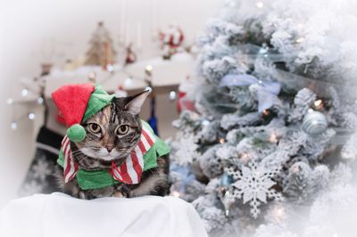 Portrait of dog on christmas tree