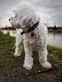 Close-up of dog on field against sky