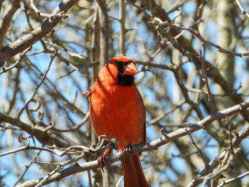 Bird perching on branch