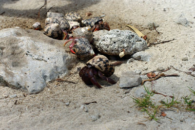 High angle view of crab on sand