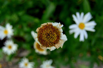 Close-up of white flowering plant