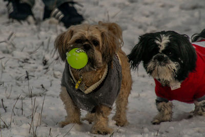 Dog sitting in snow