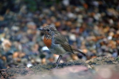 Close-up of bird perching outdoors