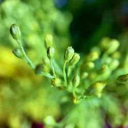 Close-up of dew drops on plant