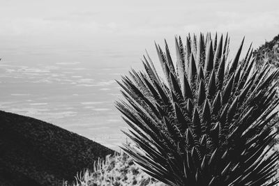 Close-up of palm tree against sky