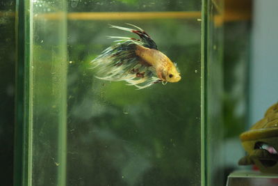 Close-up of fish swimming in glass window