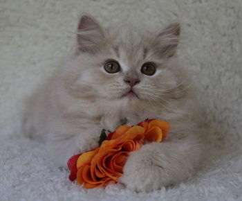 Close-up portrait of cat