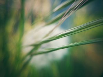 Close-up of grass