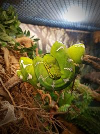 Close-up of lizard on plant