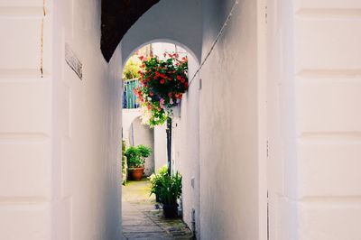 Potted plants on wall